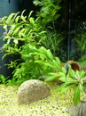 Eurasian water milfoil